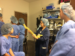 Nan Meyer, an OR nurse with nearly 30 years of experience, uses a model spine for demonstration purposes while students prepare to observe a real spine surgery.